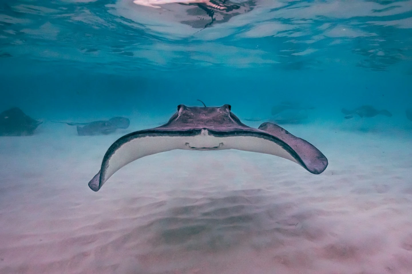 Stachelrochen im flachen türkisfarbenen Wasser der Stingray City