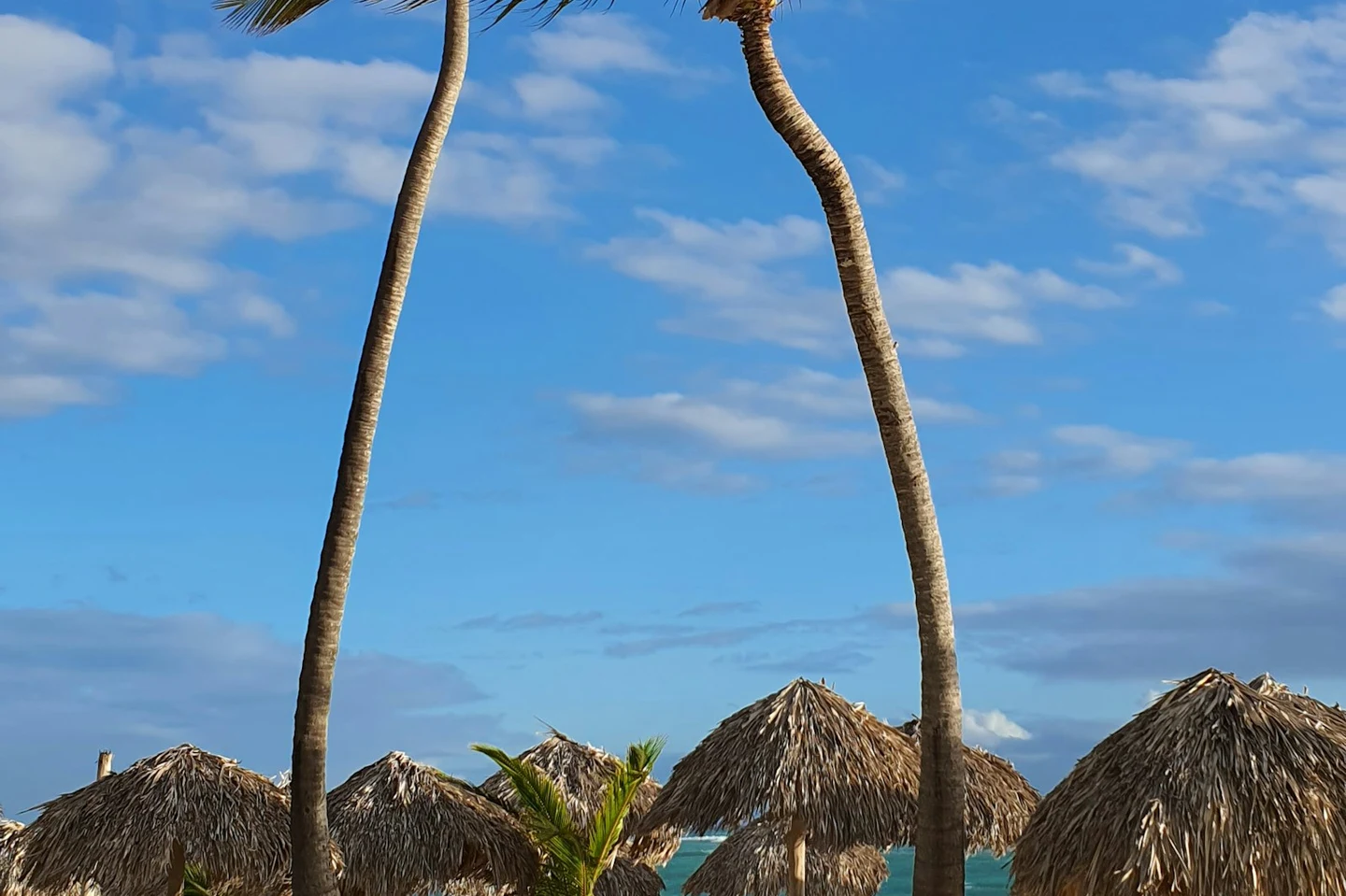 Palmen und Palapa-Schirme am Strand von Punta Cana