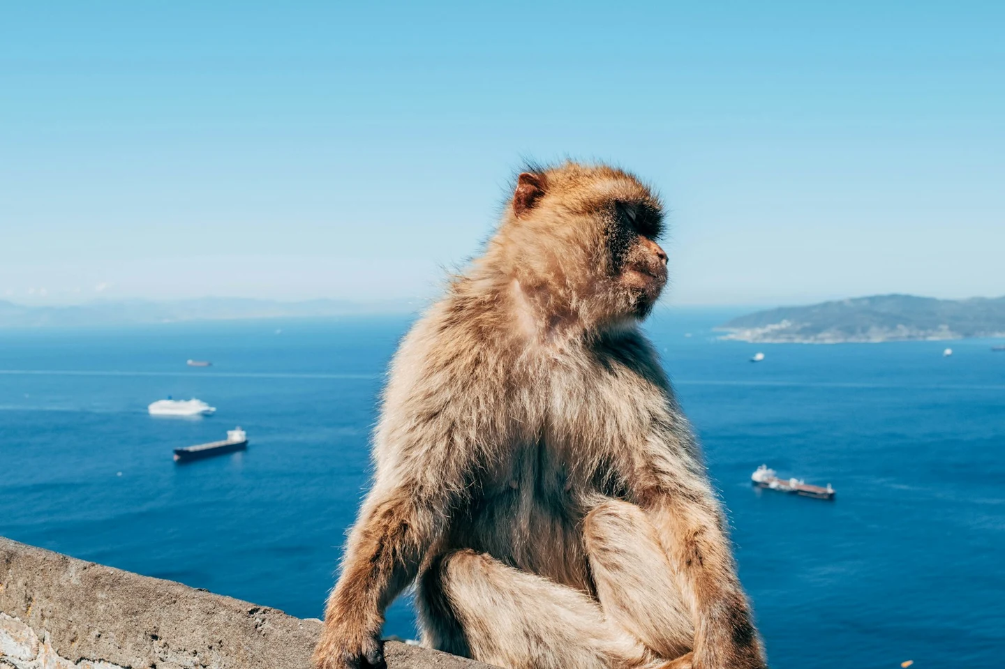Berberaffe auf einer Mauer hoch über der Straße von Gibraltar