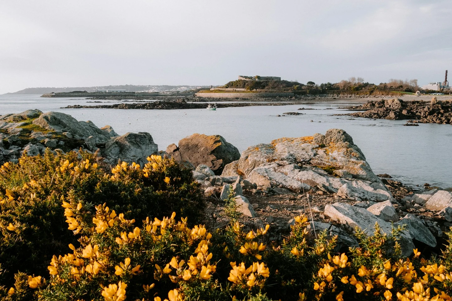 Blühender Ginster an der Küste von Guernsey mit Fort im Hintergrund