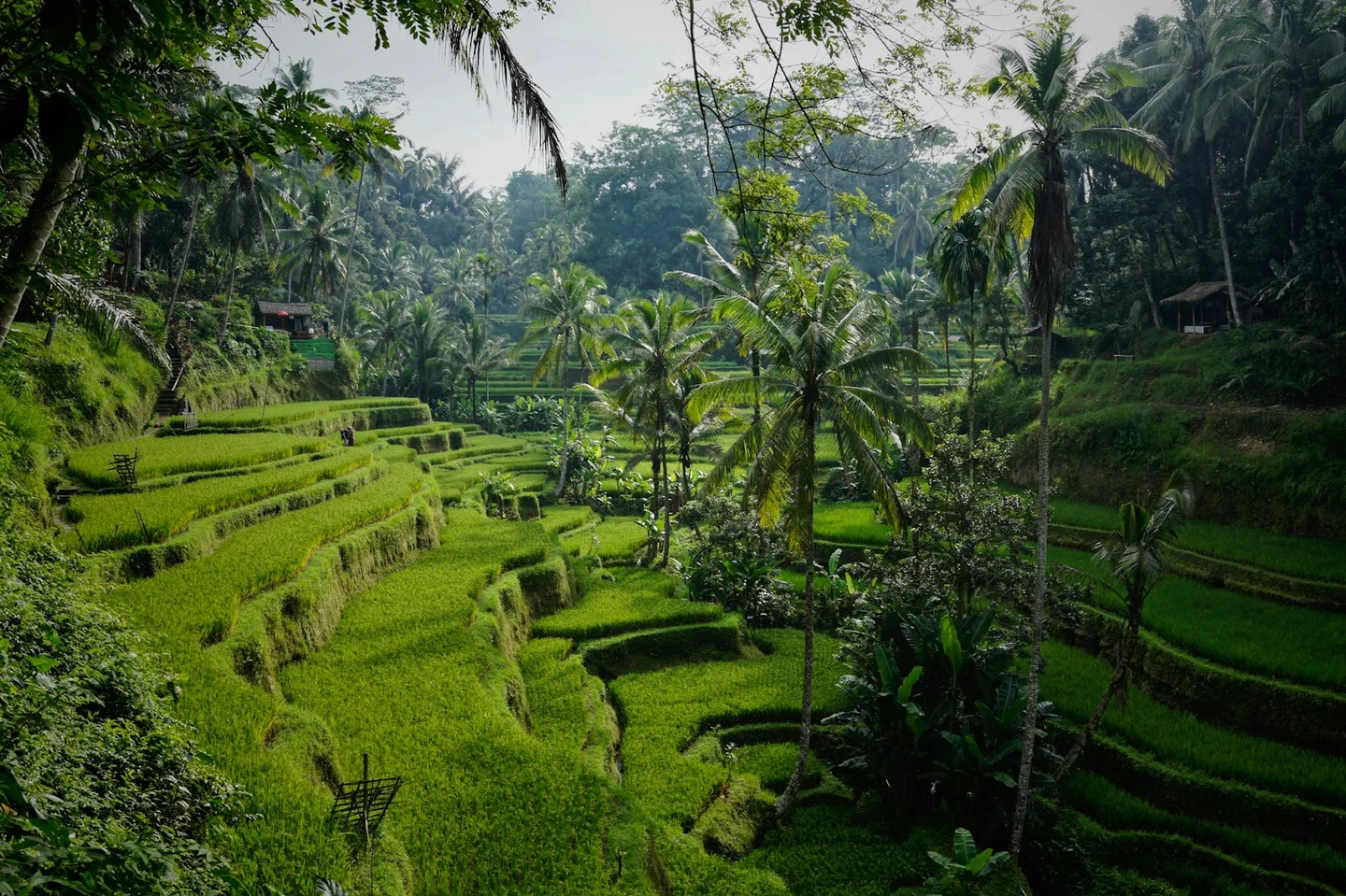 Die Reisterrassen von Tegallalang bei Ubud auf Bali