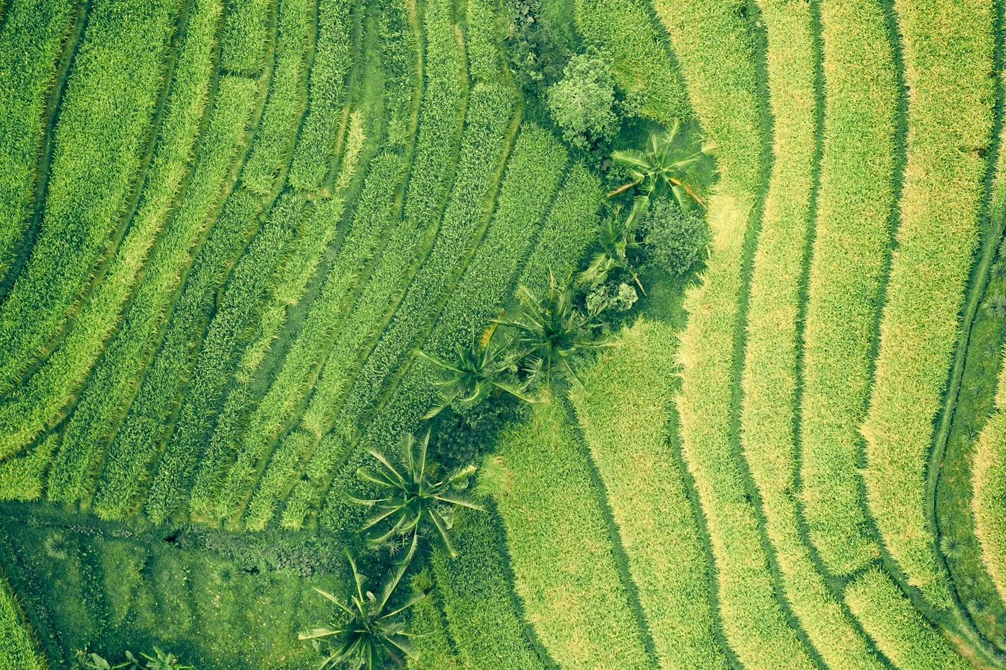 Reisterrassen auf Bali aus der Luft