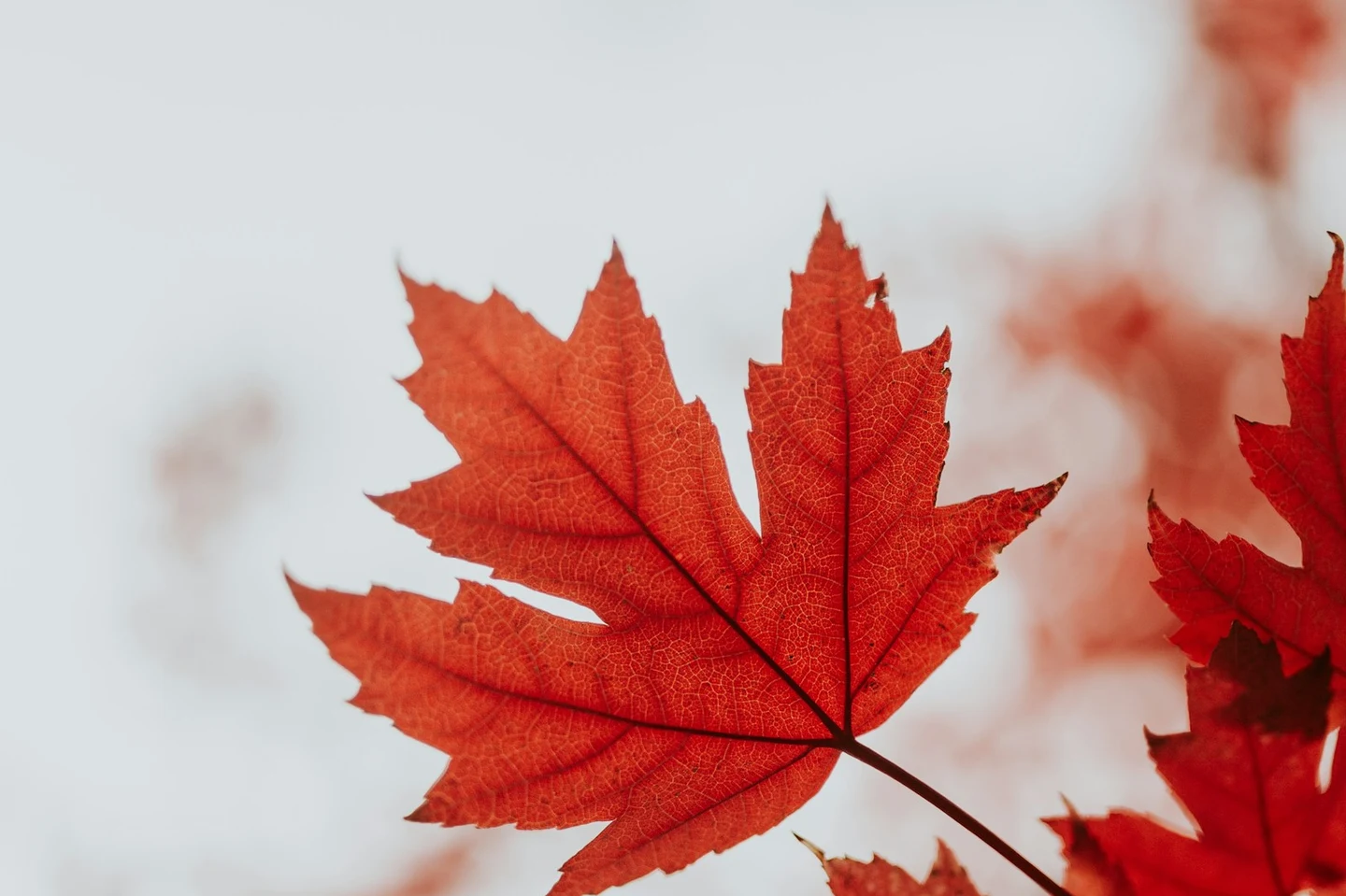 Rote Ahornblätter im kanadischen Herbst