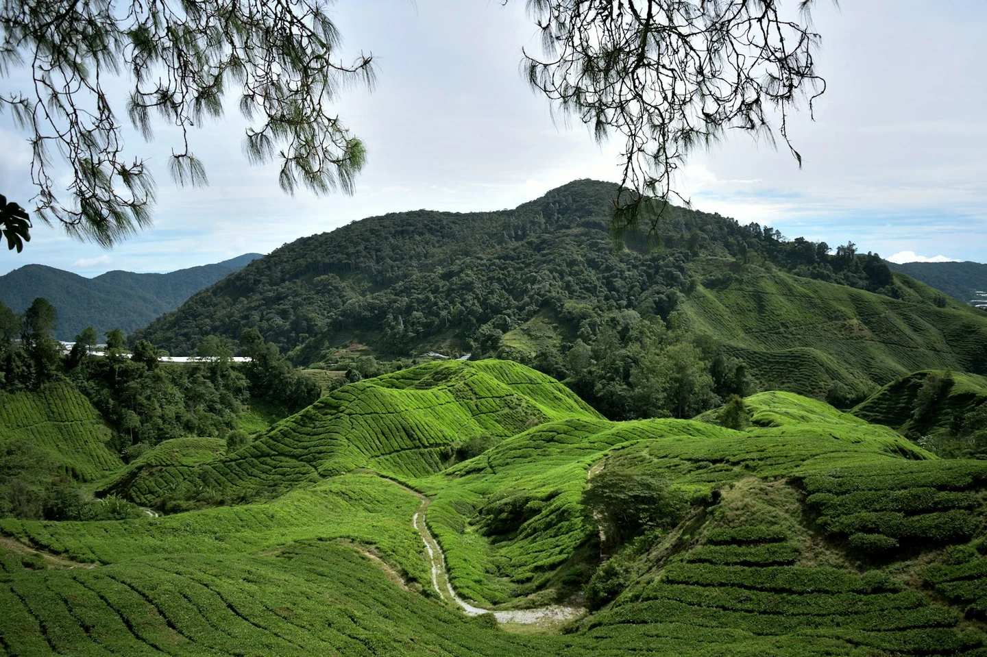 Teeplantagen in den Cameron Highlands
