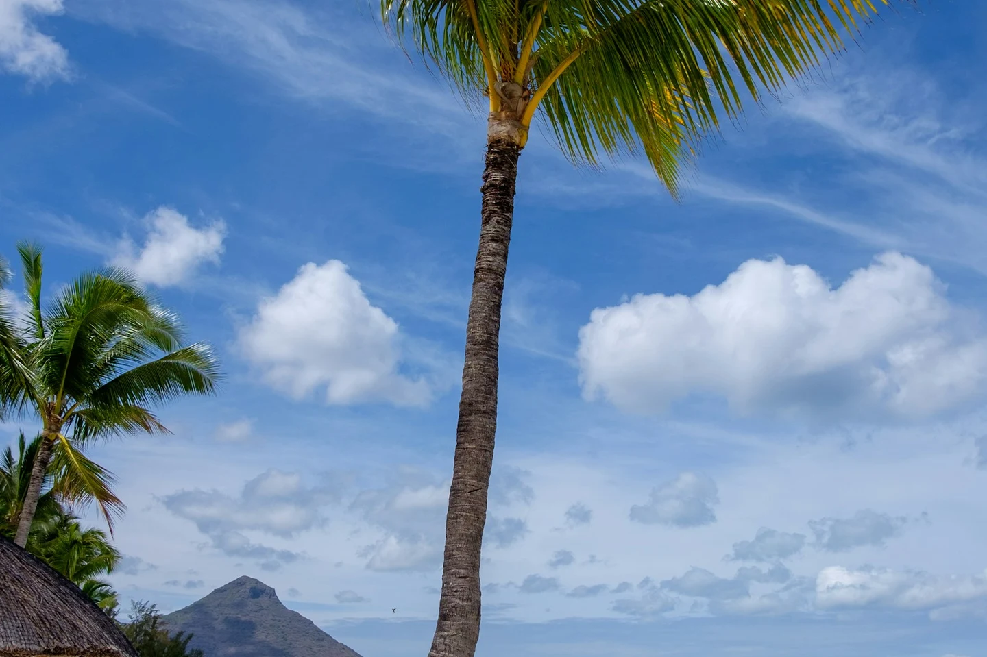 Palme am Strand von Flic en Flac mit Le Morne am Horizont
