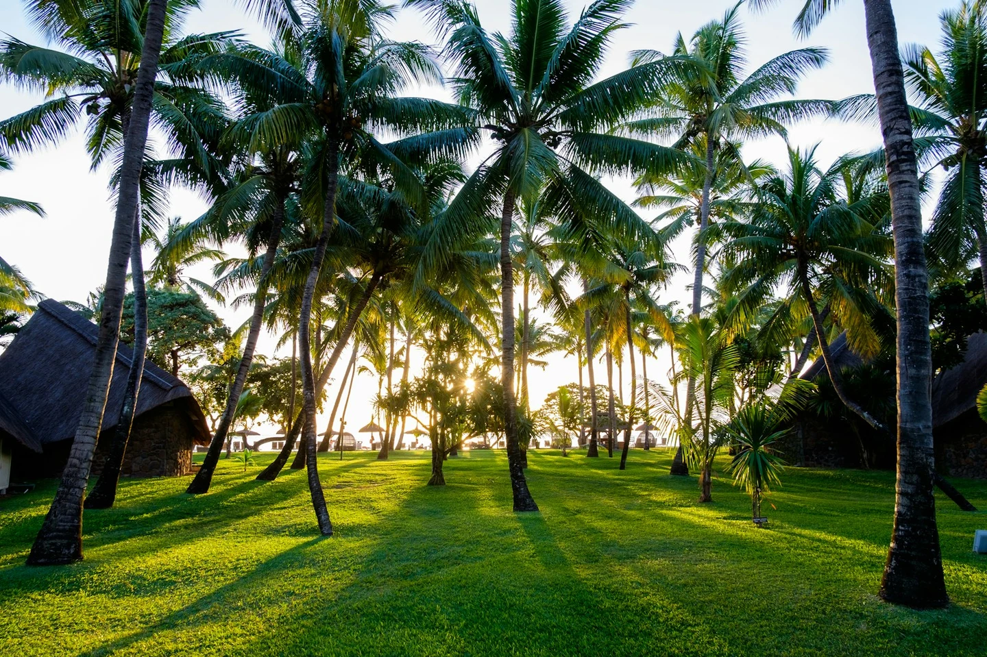 Palmengarten mit strohgedeckten Bungalows im Morgenlicht