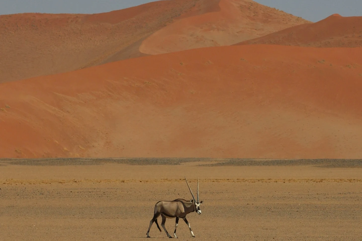 Einzelne Oryxantilope vor den roten Dünen der Namib