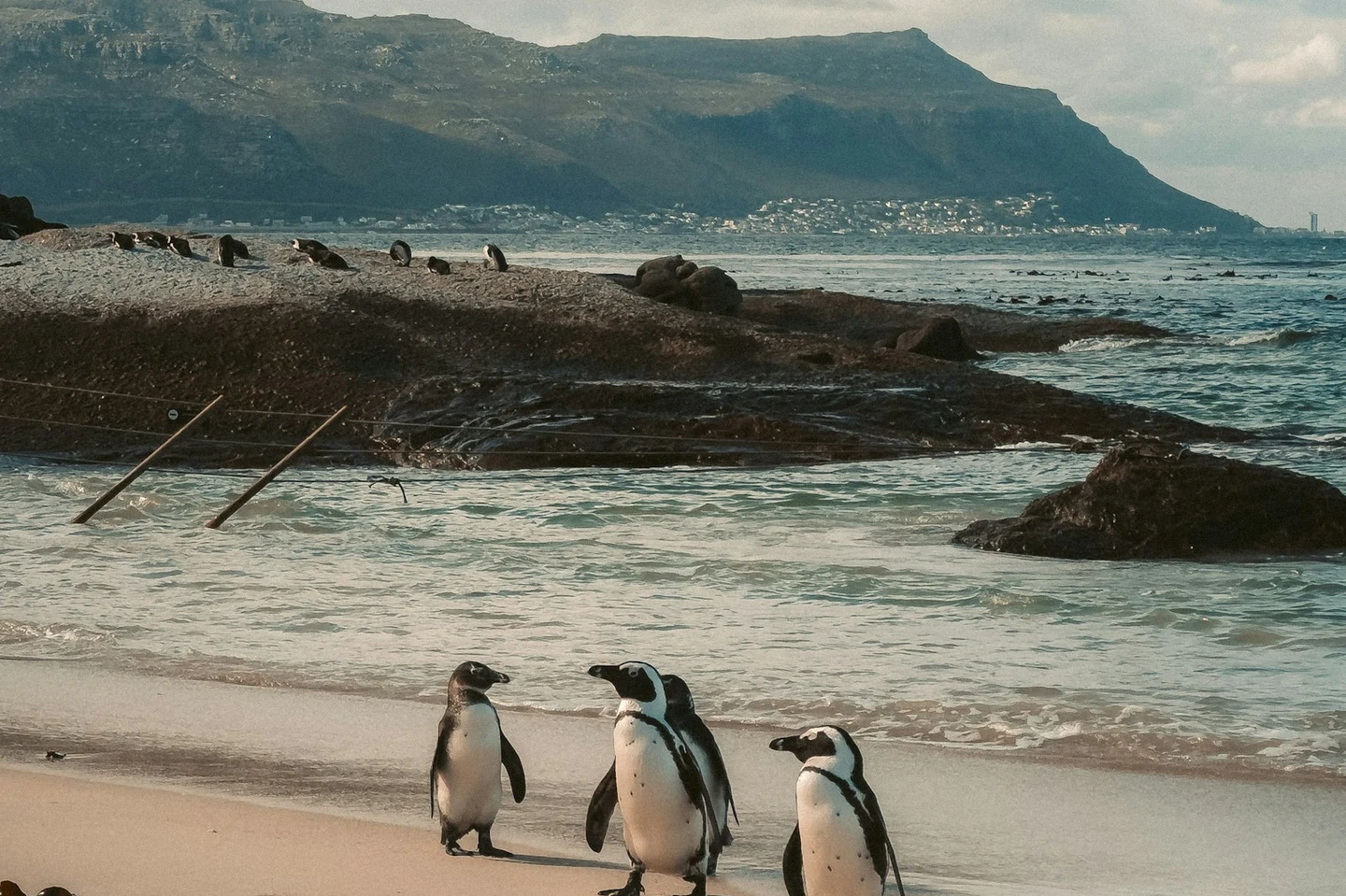 Brillenpinguine am Boulders Beach bei Simon's Town