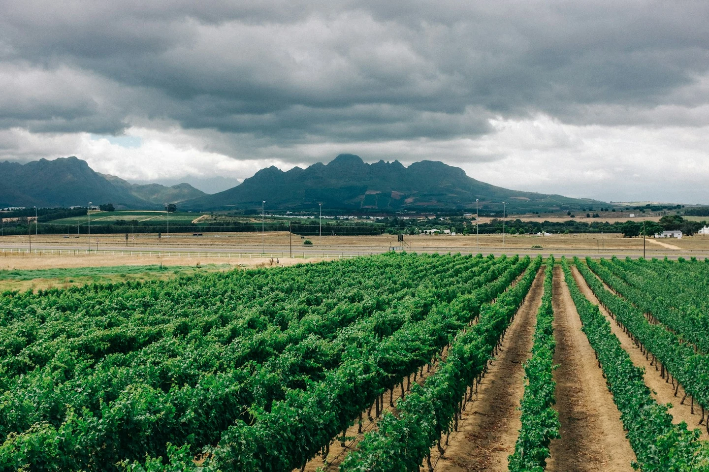 Weinberge bei Stellenbosch mit den Bergen des Weinlands