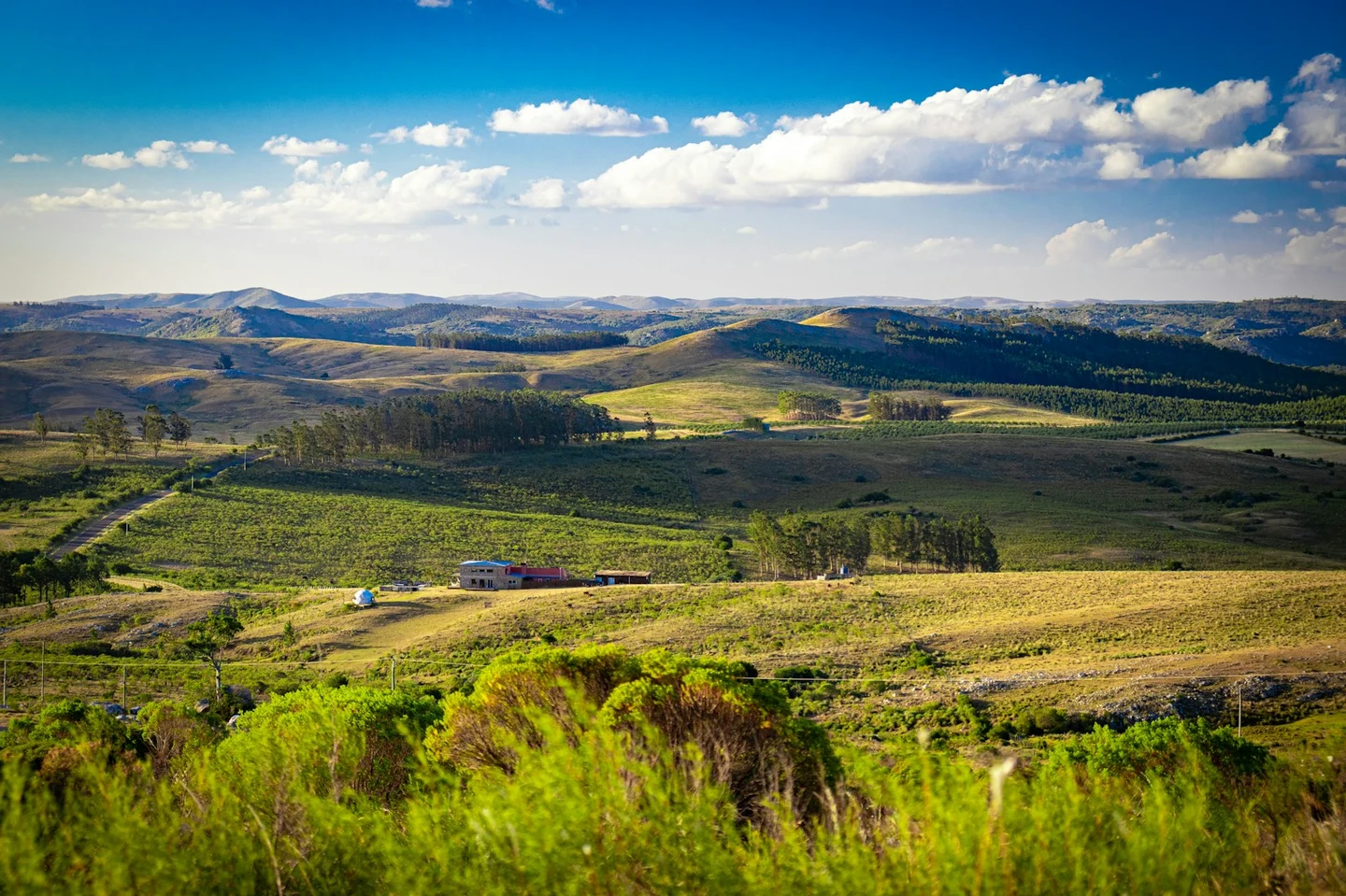 Weites grünes Grasland unter blauem Himmel in Uruguay